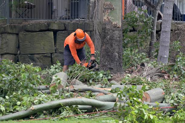 Best Tree Clearing Services  in Lincolnton, GA